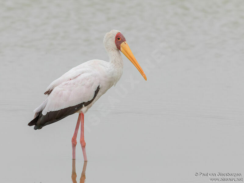 Yellow-billed Storkadult