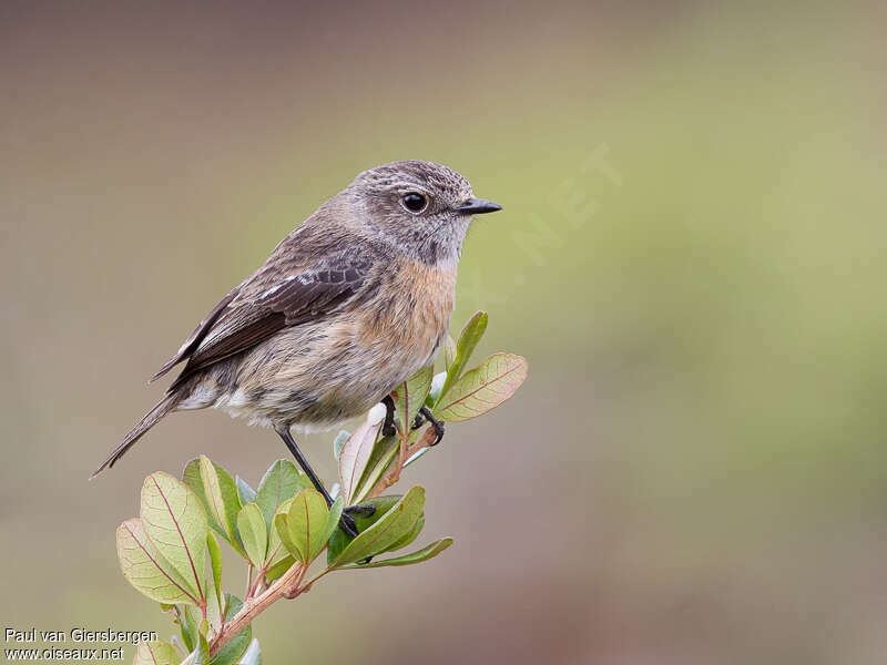 African Stonechat female adult, identification