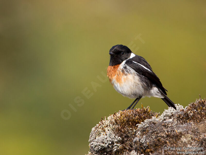 African Stonechat male adult