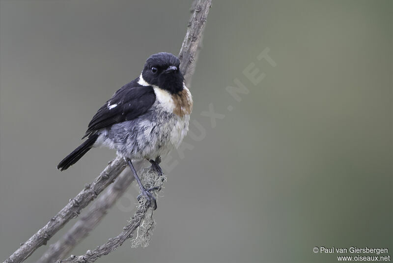 African Stonechat male adult