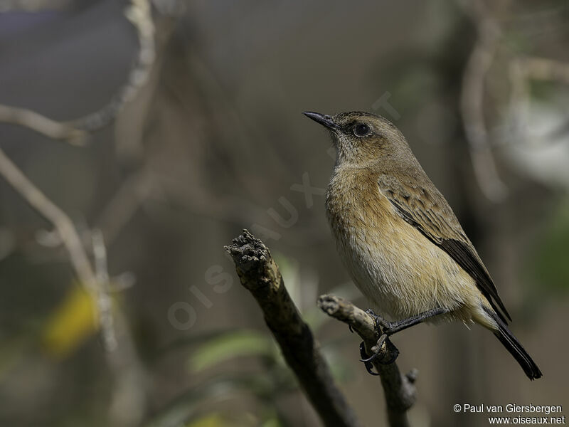 Buff-streaked Chat female adult