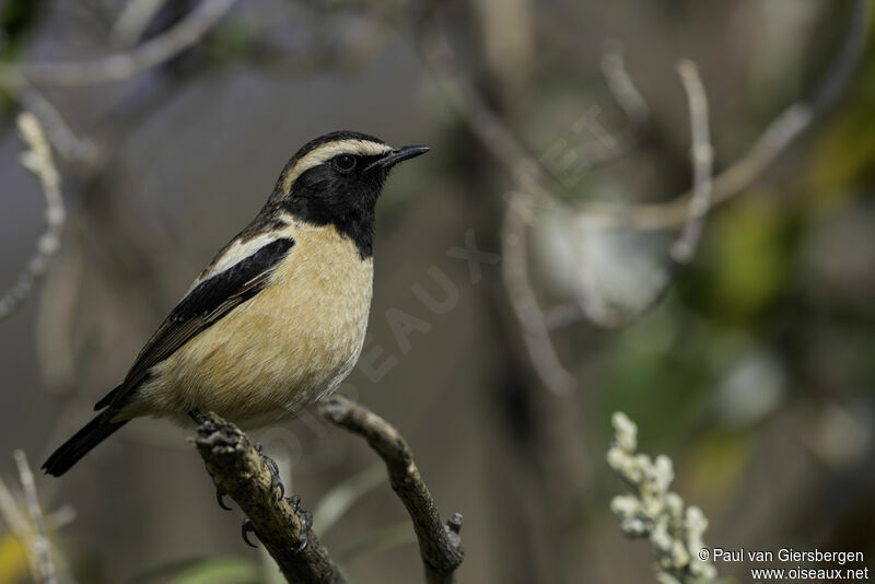 Buff-streaked Chat male adult