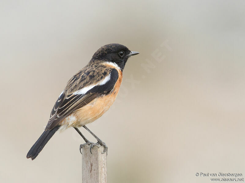 Siberian Stonechat male adult