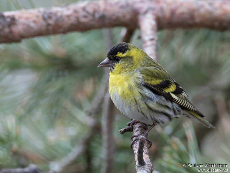 Eurasian Siskin male adult