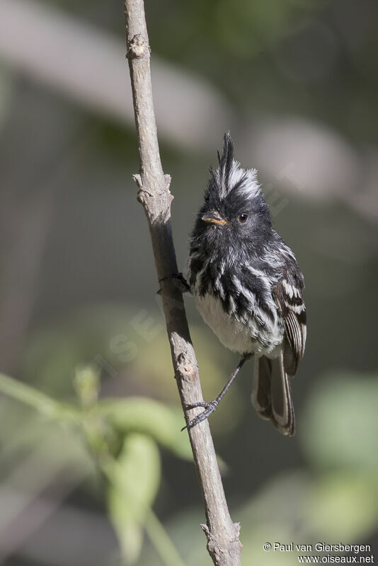 Black-crested Tit-Tyrantadult