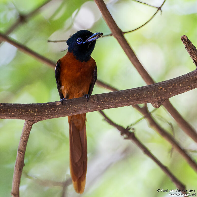 Red-bellied Paradise Flycatcher