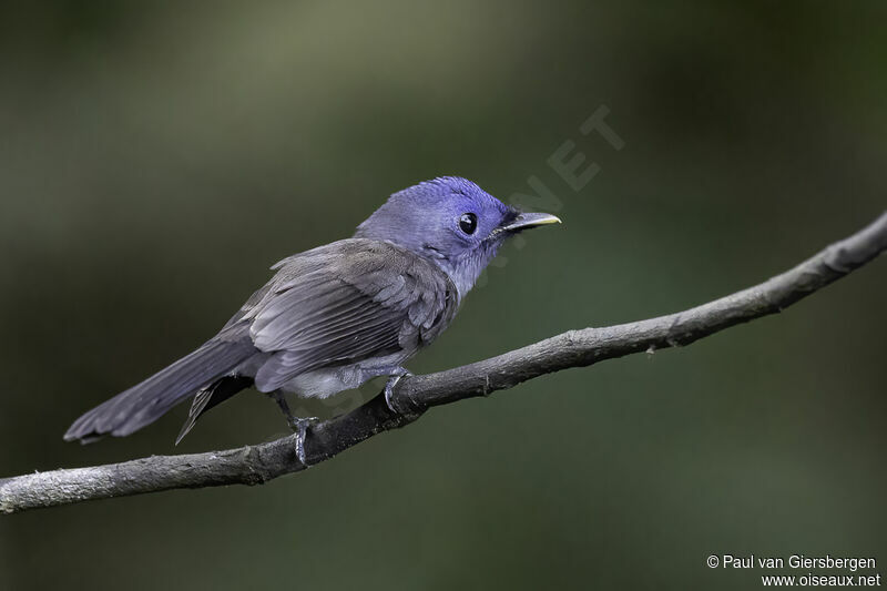 Black-naped Monarch female adult