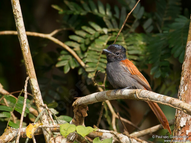 African Paradise Flycatcher