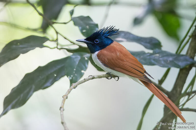 Indian Paradise Flycatcher