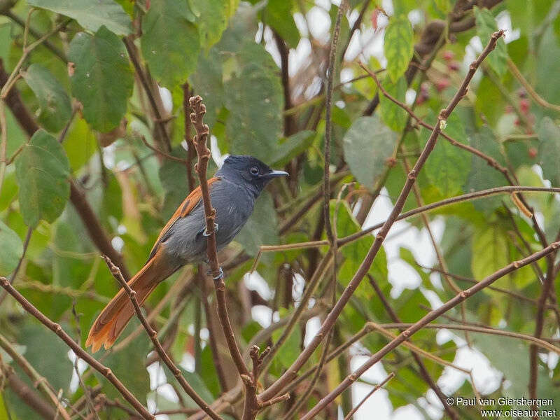 Rufous-vented Paradise Flycatcher