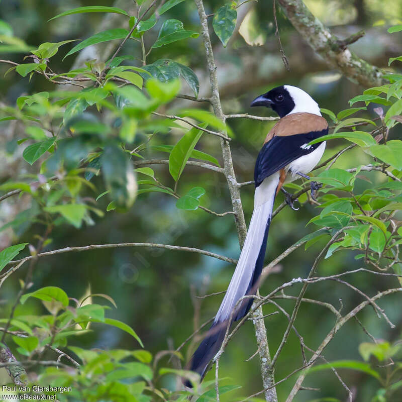 Témia à ventre blancadulte, identification