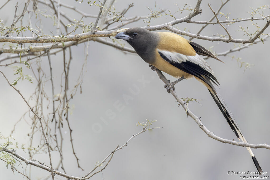 Témia vagabondeadulte