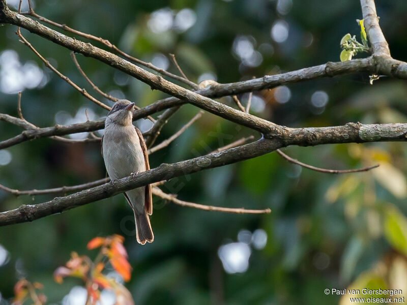 Large Woodshrike