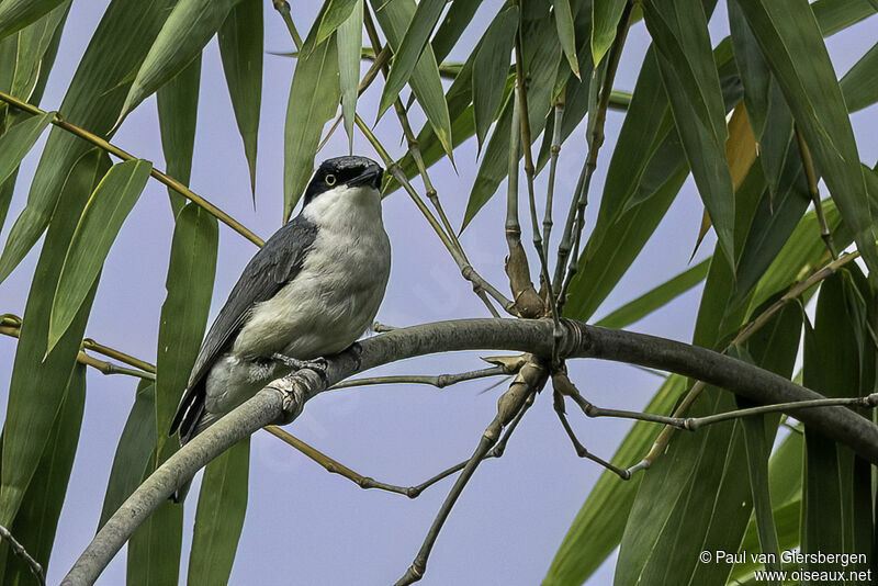 Large Woodshrikeadult