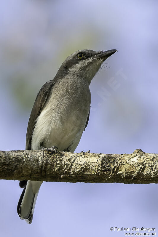 Sri Lanka Woodshrikeadult