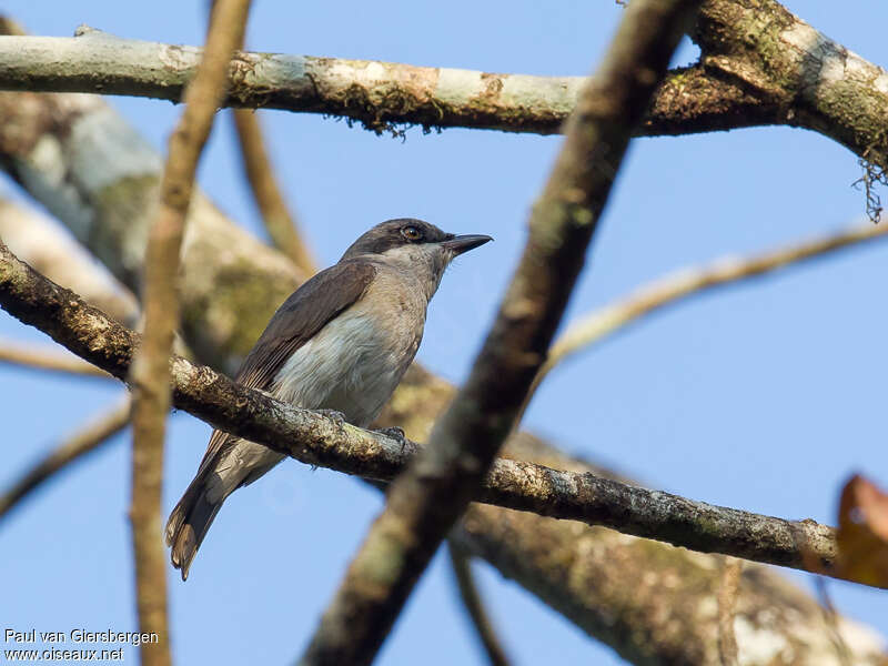 Malabar Woodshrikeadult