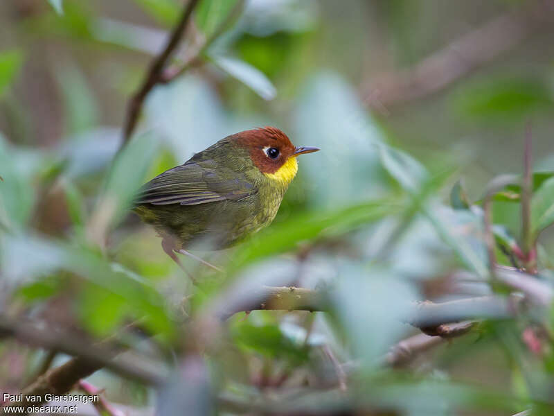 Chestnut-headed Tesiaadult, identification