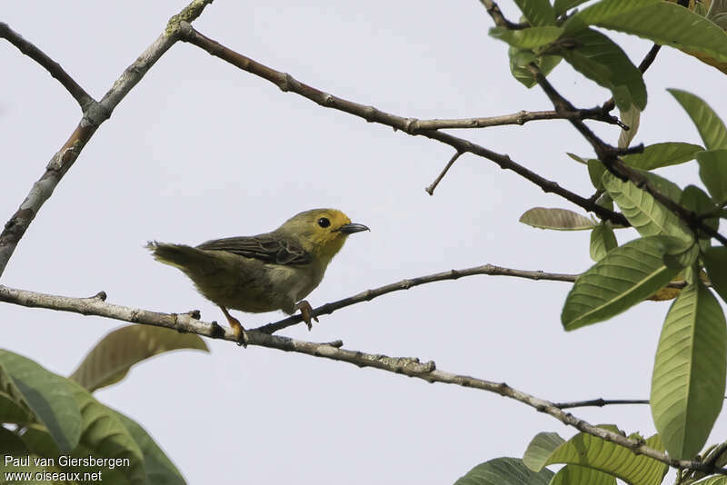 Tête-de-feu pelucheuxadulte, identification