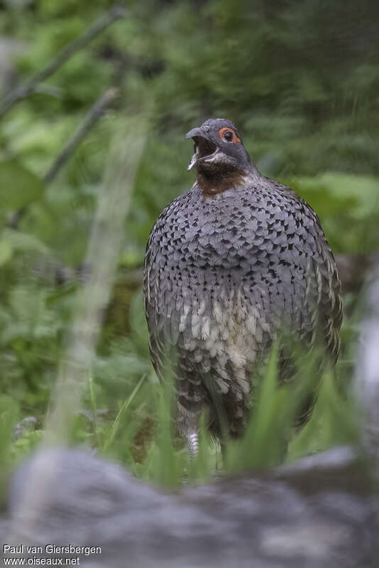 Verreaux's Monal-Partridgeadult