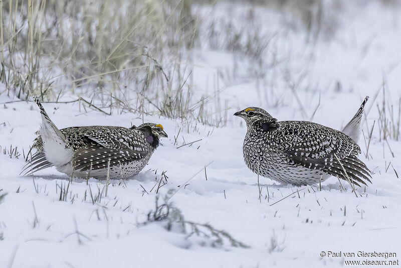 Sharp-tailed Grouse male adult