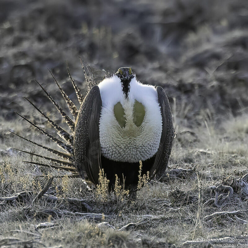 Sage Grouse male adult