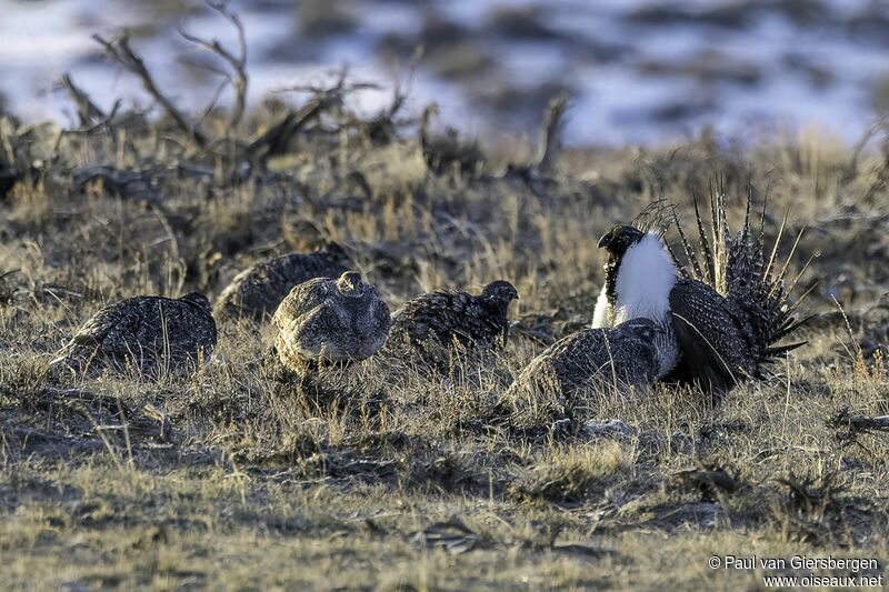 Sage Grouse