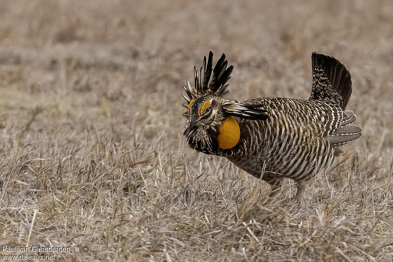 Greater Prairie Chicken male adult, identification