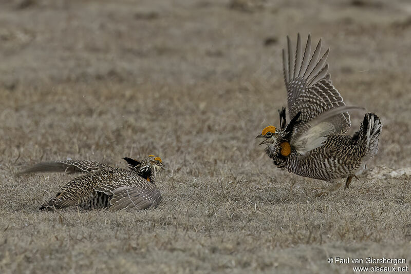 Tétras des prairies mâle adulte