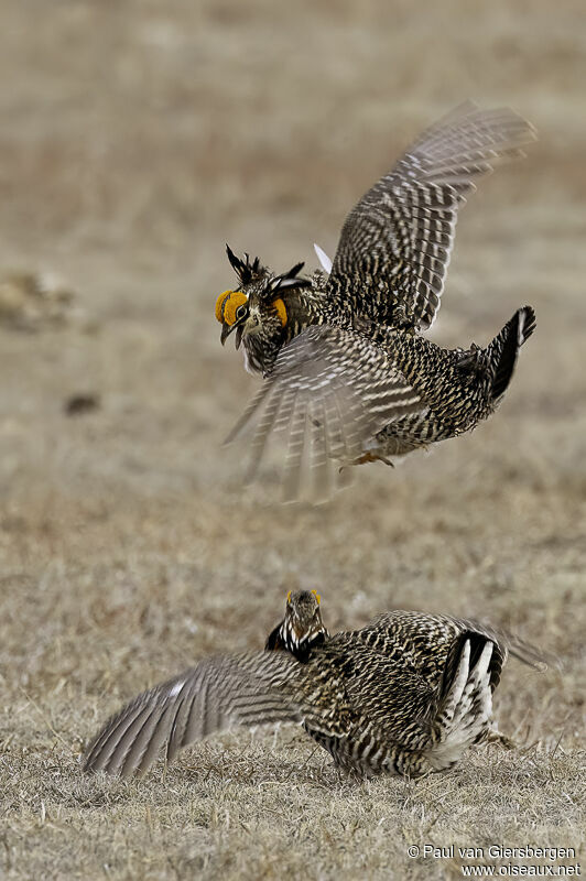 Tétras des prairies mâle adulte