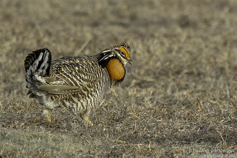 Tétras des prairies mâle adulte