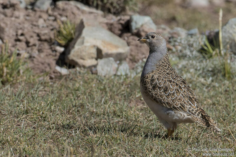 Grey-breasted Seedsnipeadult