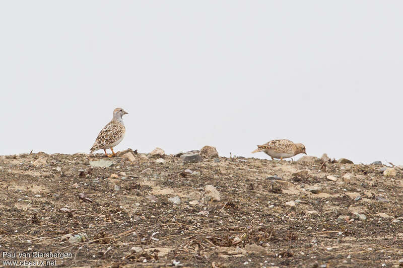 Least Seedsnipeadult, habitat