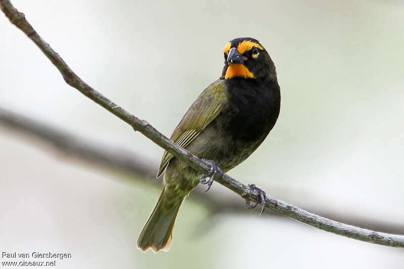 Yellow-faced Grassquit