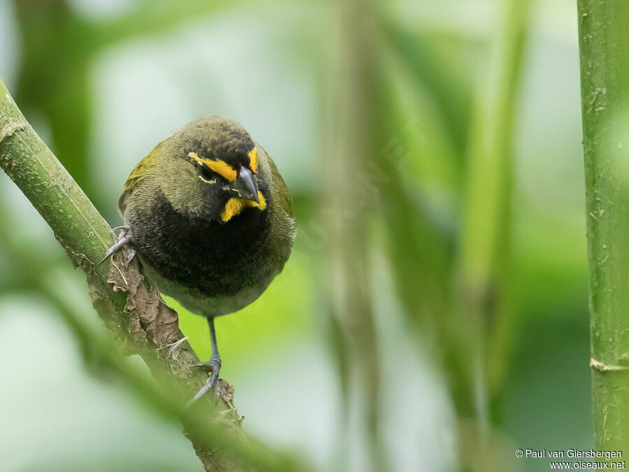 Yellow-faced Grassquit