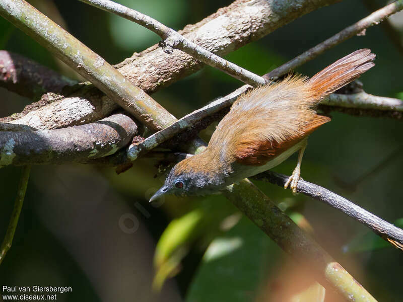 Chestnut-winged Babbleradult