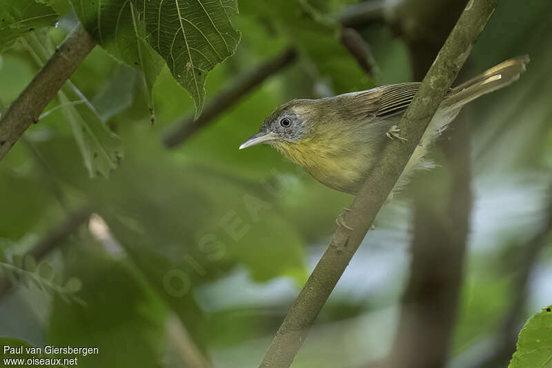 Grey-cheeked Tit-Babbleradult