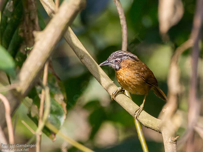 Timalie à tête rayéeadulte, identification