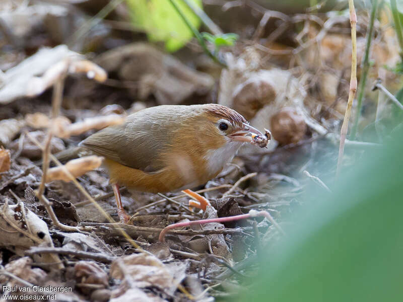 Tawny-bellied Babbleradult, feeding habits