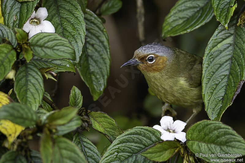 Chestnut-faced Babbleradult