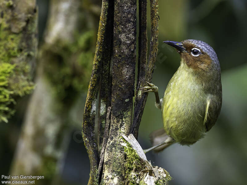 Chestnut-faced Babbleradult