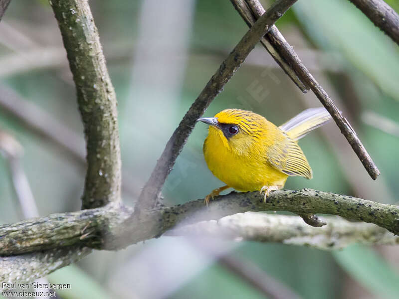 Golden Babbleradult, identification