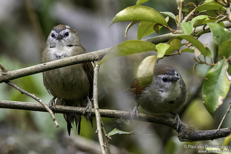 Crescent-chested Babbleradult