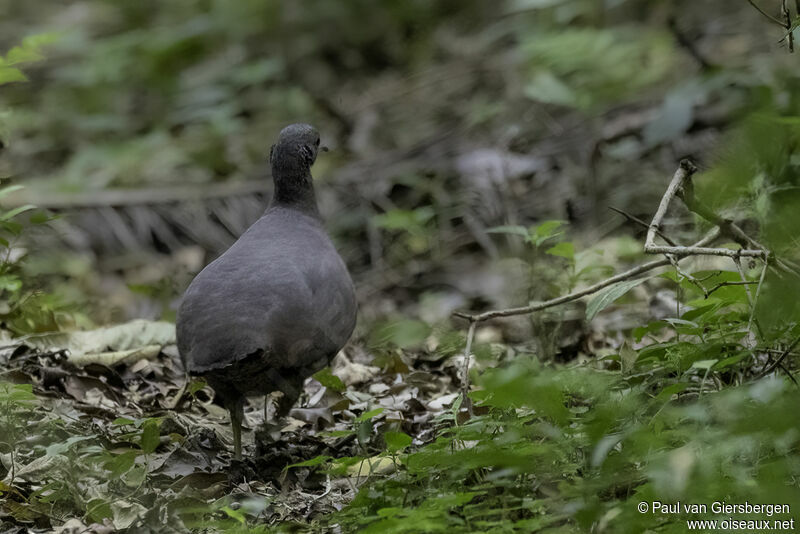 Tinamou brunadulte