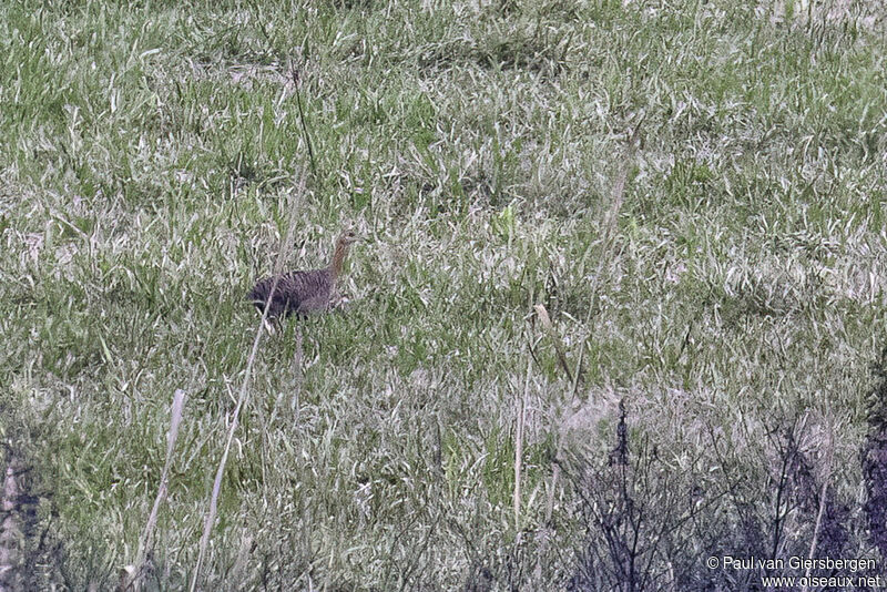 Tinamou isabelleadulte