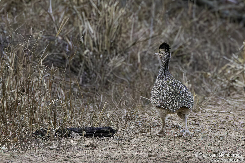 Brushland Tinamouadult