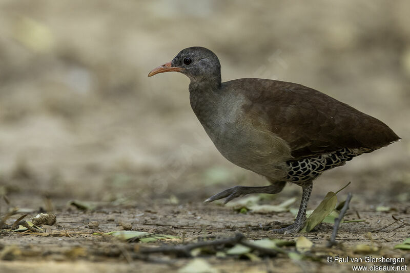 Tinamou tataupaadulte