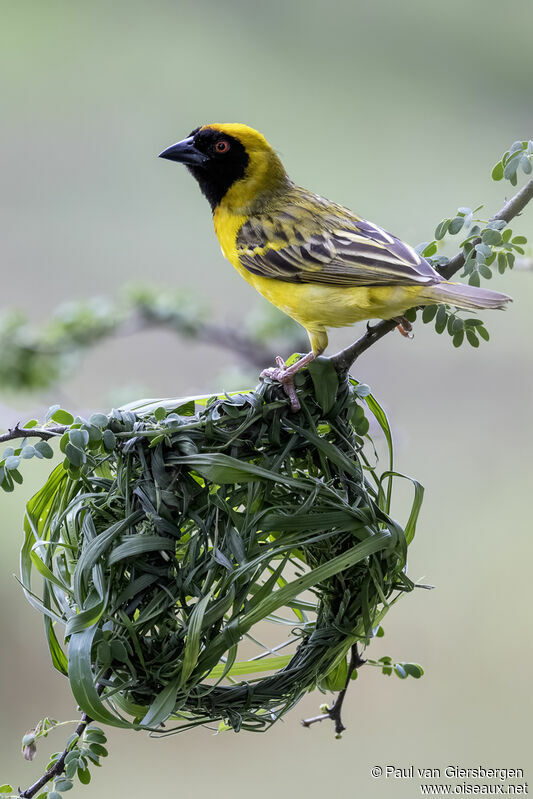 Tisserin à tête rousse mâle adulte nuptial