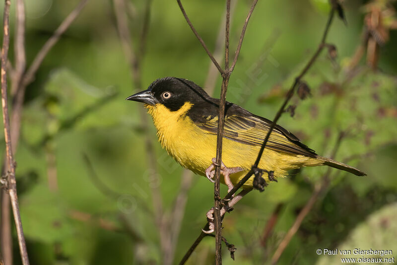 Baglafecht Weaver female adult