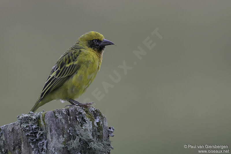 Speke's Weaver male adult