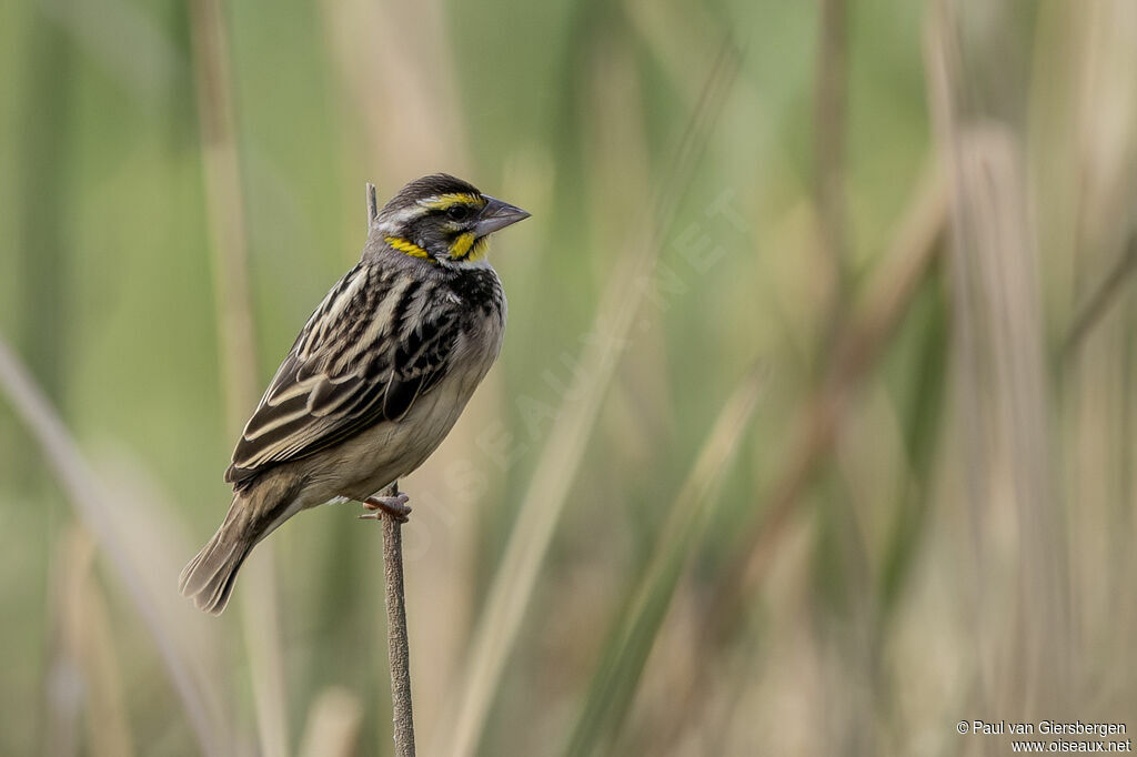 Black-breasted Weaver